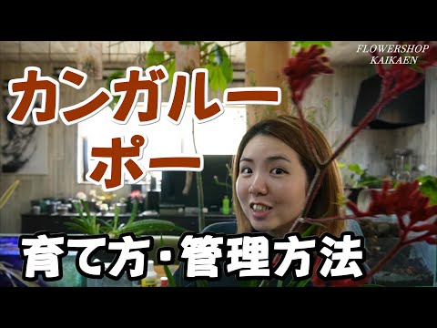 園芸 カンガルーリンゴ