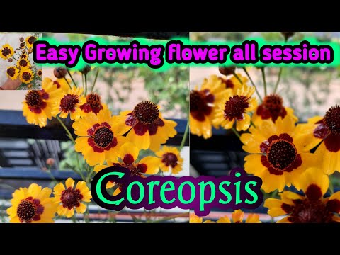 , title : 'How to grow coreopsis flower||coreopsis easy growing Plant'