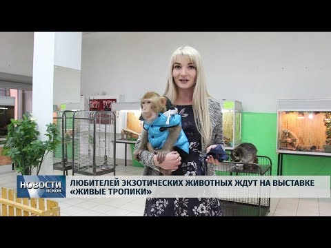 26.09.2019 / Любителей экзотических животных ждут на выставке «Живые тропики»