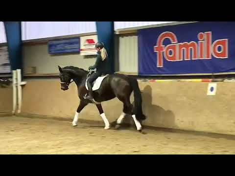 Reiterhof Dannenbring Fantastic x Royal Blend Stute