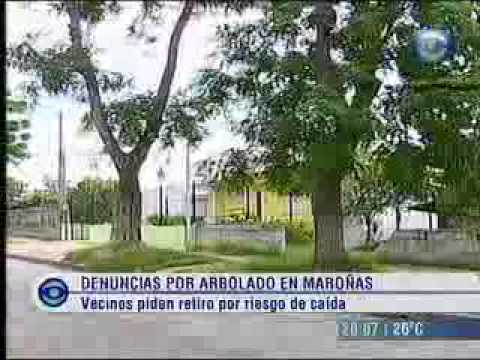 Defensoria del Vecino de Montevideo - C10 - Arbol caido 2 - maroñas.flv