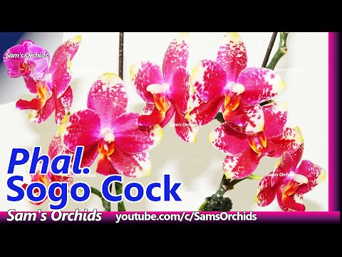 , title : 'Phalaenopsis Sogo Cock orchid blooming 2020'