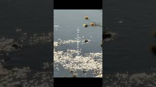 【RADWIMPSトリビュート】オーダーメイド arranged by 二ノ宮はぐ #radwimps #オーダーメイド #トリビュート #cover #歌ってみた #アレンジ