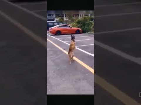dog dancing 😂😂