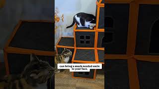 5 reasons why cats are the ultimate stress relievers. audio: ask_my_cats #cattherapy #cats #cats101