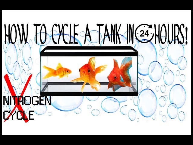 How to INSTANTLY CYCLE a fish tank! How to set up your 1st tank!