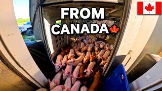 2,400 Pigs Just Arrived... All the Way from Canada