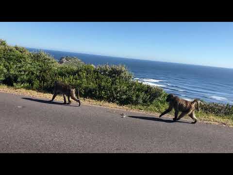 Monkeys babuin - Cape Point