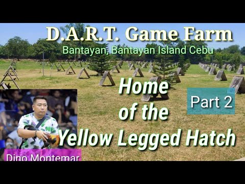 EP396 Part 2: Home of the Yellow Legged Hatch/DART GF