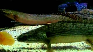 preview picture of video 'My Polypterus (Bichir) Tank'