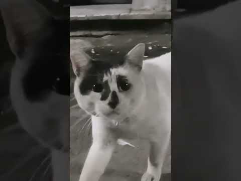 Chat sérieux ☺️