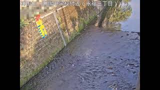 杉並区　神田川　向陽中学校付近（永福三丁目）向陽橋下流