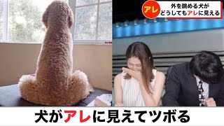 【放送事故】犬がアレに見えてツボるアナウンサー