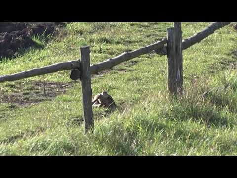 3  Ein Sperber hat einen Grünspecht erbäutet   krahulec ulovil zlnu zelenu