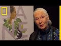 The Making Of Jane Trailer National Geographic