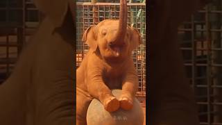 Download lagu Gajah bayi lucu sedang bermain #anakkecil #funny #funnyvideo mp3