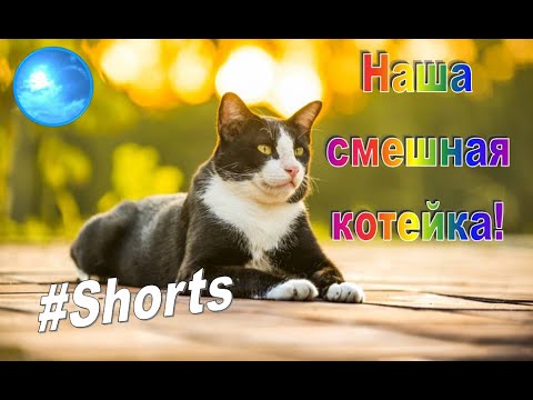 Наша смешная котейка #Shorts