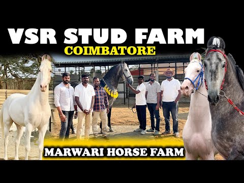 Coimbatore's Famous Marwari Horse Farm | VSR Stud Farm
