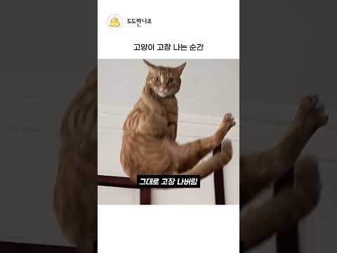 고양이 고장 나는 순간 #shorts