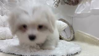 ハーフ犬の動画01