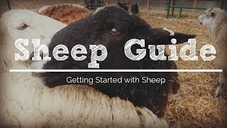 6 Things You Need to Get Started with Sheep