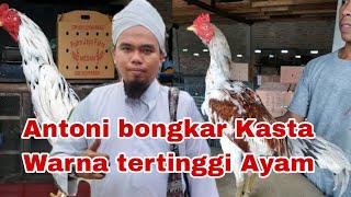 Download lagu antoni sebut kasta warna tertinggi mp3