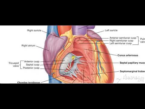 Right ventricle 4