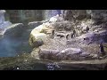 DETROITZOO Live Stream