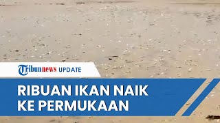 Viral Video Ribuan Ikan Terdampar di Pantai Nambo Kendari, Warga Borong Pakai Ember hingga Karung