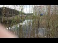 Настоящие звуки природы. Лягушки поют! Соло и трели 