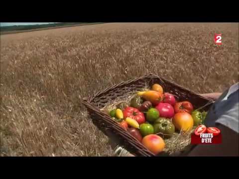 , title : 'Culture de variétés anciennes de tomates - JT France 2'