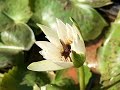Flower Flower With Honeybee Pookale Sattu Oivedungal Song Bgm Tamil AkashVlogs