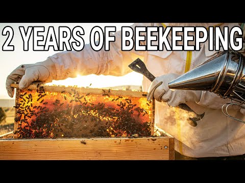2 years of beekeeping - honey production, queen breeding, splitting honeybee colonies and stings!