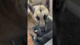 Video preview image #1 Gerberian Shepsky Puppy For Sale in San Jose, CA, USA