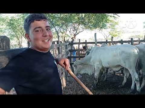 Feira de Gado de jataúba PE 29/05/2026/