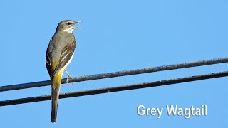 Download lagu Call of the Grey Wagtail (in 4K) mp3 Download lagu Call of the Grey Wagtail (in 4K) mp3