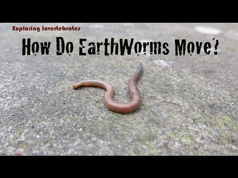 Exploring Invertebrates - How Do Earthworms Move