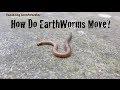 Exploring Invertebrates - How Do Earthworms Move