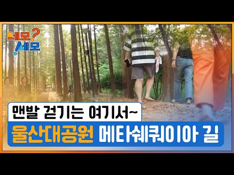 [네모세모] 초록의 기운이 가득한 메타쉐쿼이아 길