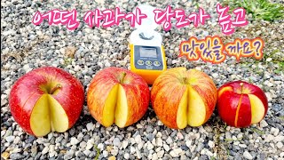 어떤 사과가 당도가 높고 맛있을 까요?