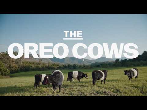 牛が、千のタグラインになった / OREO「OREO COWS」