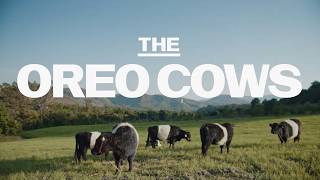 Oreo: The OREO Cows