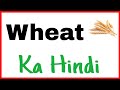 Wheat Meaning | Wheat Ka Matlab | Wheat Ka Hindi | Wheat Ka Meaning