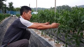 고추정식 55일~60일 현재 작황과 진딧물 담배나방 총채벌레 응애 세균성 점무늬병 무름병 탄저병 역병 고추끈…