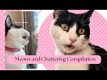 My LOUD Tuxedo Cat Meows And Chatters Video Compilation