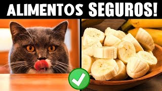 ESSES alimentos humanos MELHORARÃO a vida do seu gato! 🫐 (Já ESTES PIORARÃO MUITO... 🍇☠️)
