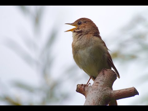 Nachtigallgesang | Canto de Rouxinol | Nightingale singing