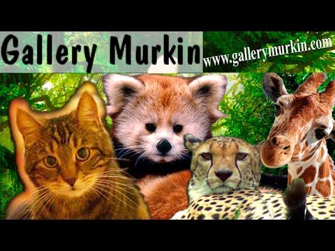 "Gallery Murkina" shows!