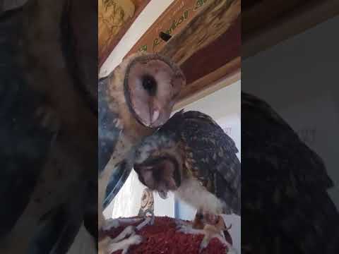Raptor Refuge
