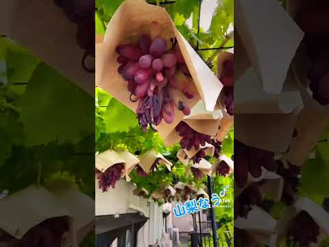 園芸 ブドウ畑のコウモリ